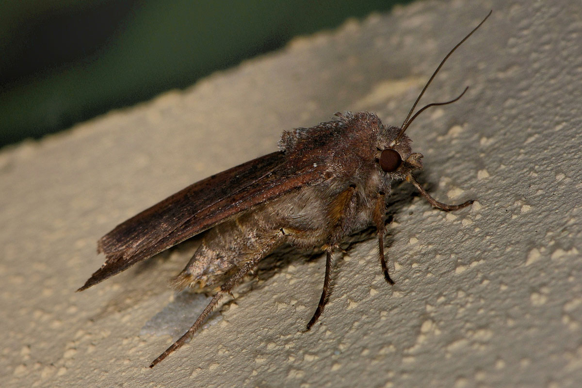 Noctuidae? S, Peridroma saucia